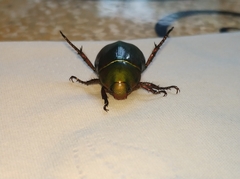 Anomala rubripes rubripes