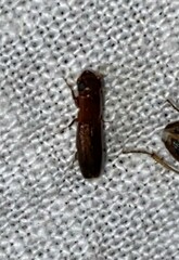 Euplatypus compositus