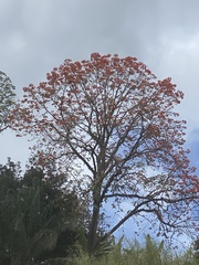 Erythrina poeppigiana