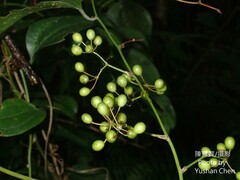Smilax lanceifolia