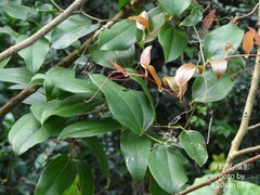 Smilax lanceifolia
