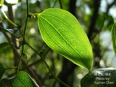 Smilax lanceifolia