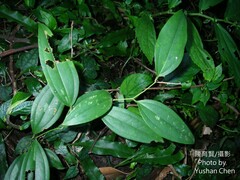 Smilax lanceifolia