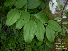 Smilax lanceifolia