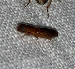 Euplatypus compositus