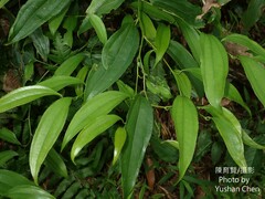 Smilax lanceifolia