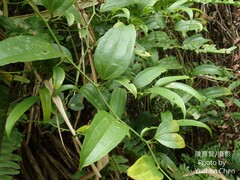 Smilax lanceifolia