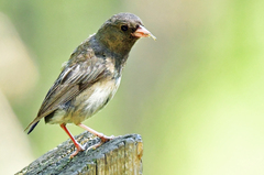 Junco hyemalis cismontanus