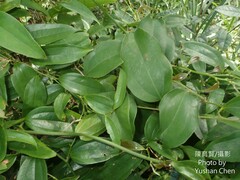 Smilax lanceifolia