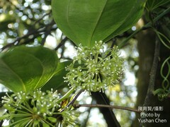 Smilax lanceifolia