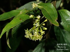 Smilax lanceifolia