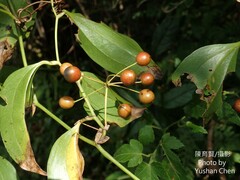 Smilax lanceifolia