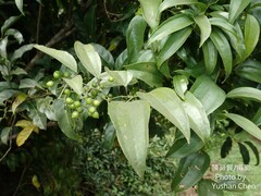 Smilax lanceifolia
