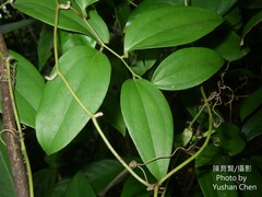 Smilax lanceifolia