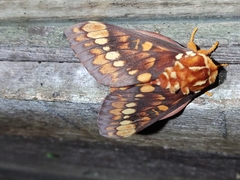 Citheronia equatorialis