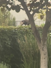 Didelphis virginiana