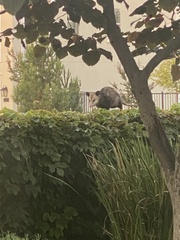 Didelphis virginiana