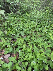 Viola grahamii