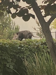 Didelphis virginiana