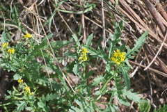 Rorippa sinuata