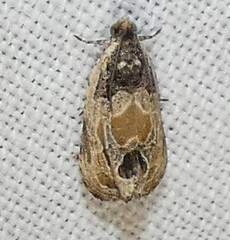 Olethreutes griseoalbana