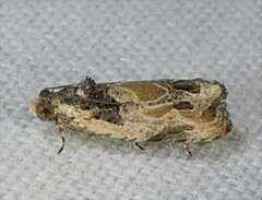 Olethreutes griseoalbana