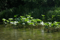Petasites radiatus