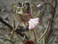 Indigofera argentata