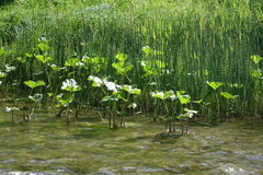 Petasites radiatus