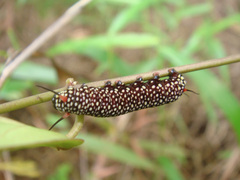 Ideopsis vulgaris