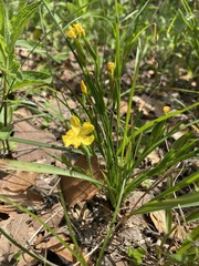 Sisyrinchium tolucense