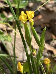 Sisyrinchium tolucense