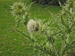 Cirsium wallichii