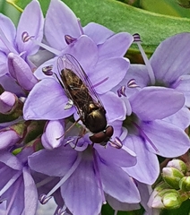 Syrphidae