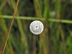 Eriocaulon odoratum