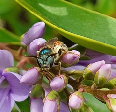 Syrphidae