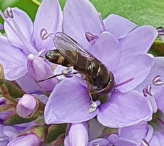 Syrphidae