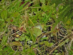 Colias nilagiriensis