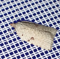 Meritastis polygraphana
