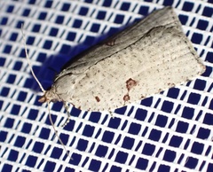 Meritastis polygraphana