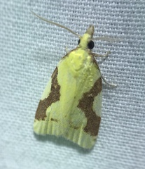 Cenopis niveana