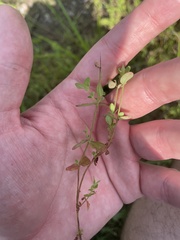 Hypericum gymnanthum