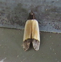 Anacampsis coverdalella