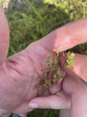 Hypericum gymnanthum