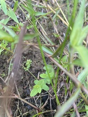 Hypericum gymnanthum