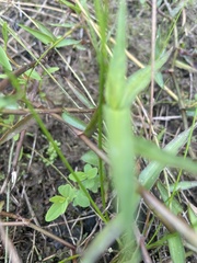 Hypericum gymnanthum