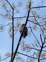 Buteo jamaicensis fumosus