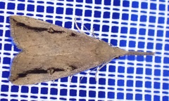 Hypena subvittalis