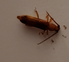 Smodicum cucujiforme