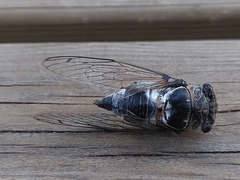 Lyristes plebejus